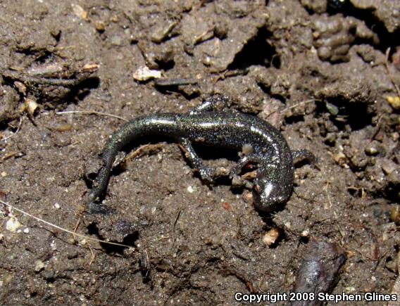 Eastern Red-backed Salamander (Plethodon cinereus)