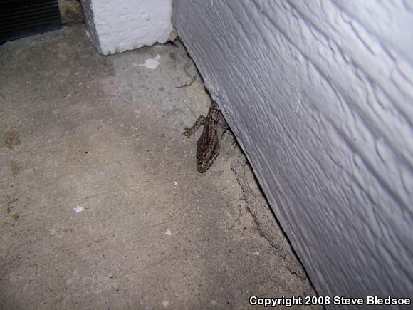 San Diego Alligator Lizard (Elgaria multicarinata webbii)