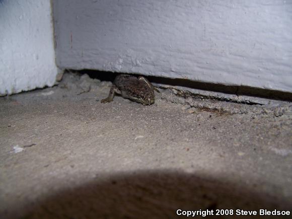 San Diego Alligator Lizard (Elgaria multicarinata webbii)