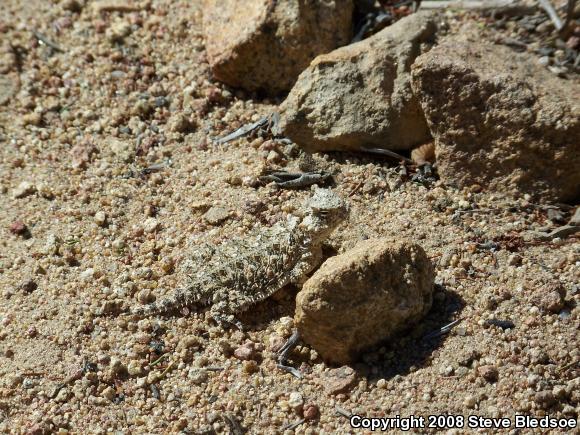 Blainville's Horned Lizard (Phrynosoma blainvillii)