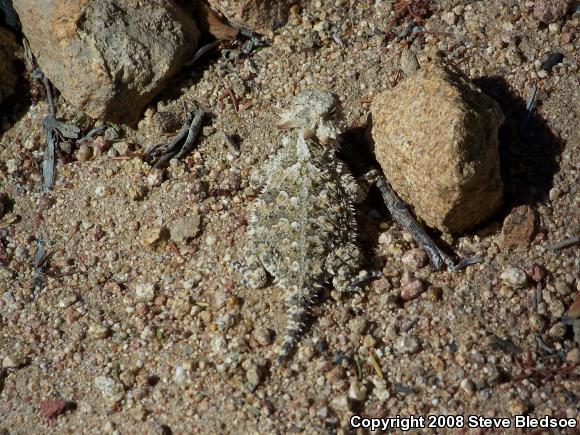 Blainville's Horned Lizard (Phrynosoma blainvillii)