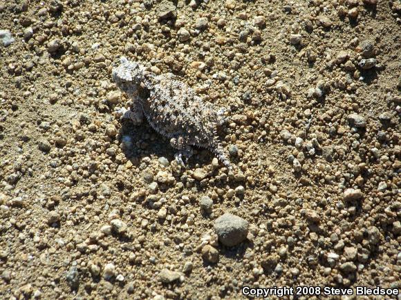 Blainville's Horned Lizard (Phrynosoma blainvillii)