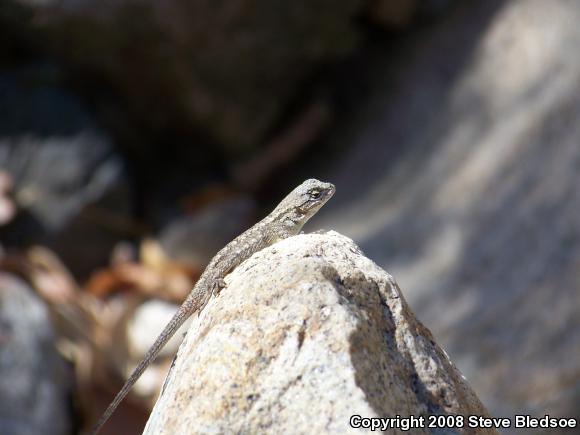 Great Basin Fence Lizard (Sceloporus occidentalis longipes)