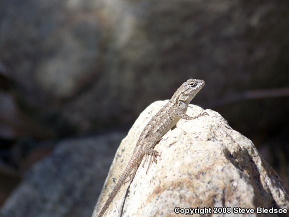 Great Basin Fence Lizard (Sceloporus occidentalis longipes)