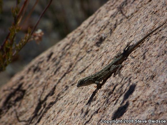 Western Side-blotched Lizard (Uta stansburiana elegans)