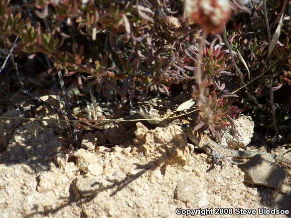 Western Side-blotched Lizard (Uta stansburiana elegans)