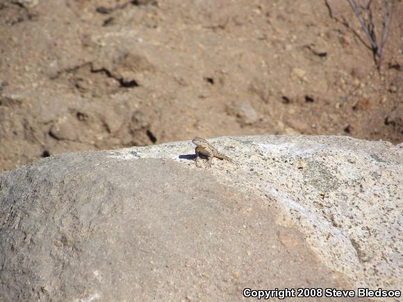 Western Side-blotched Lizard (Uta stansburiana elegans)