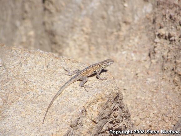 Western Side-blotched Lizard (Uta stansburiana elegans)