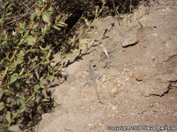 Western Side-blotched Lizard (Uta stansburiana elegans)