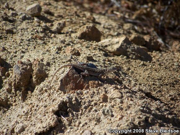 Western Side-blotched Lizard (Uta stansburiana elegans)