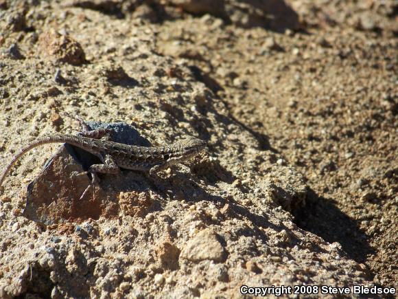 Western Side-blotched Lizard (Uta stansburiana elegans)