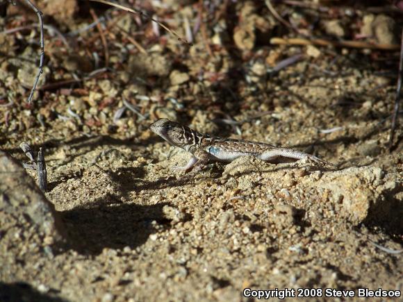 Western Side-blotched Lizard (Uta stansburiana elegans)