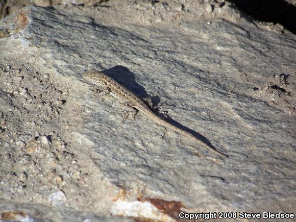 Western Side-blotched Lizard (Uta stansburiana elegans)