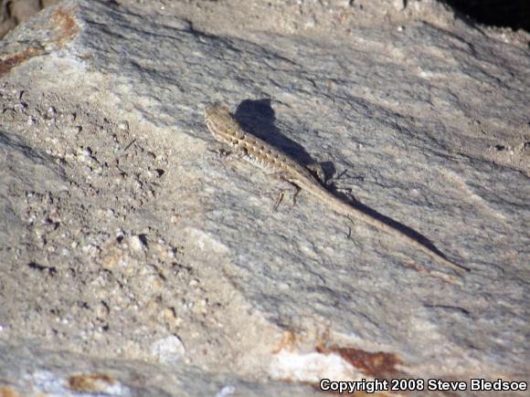 Western Side-blotched Lizard (Uta stansburiana elegans)