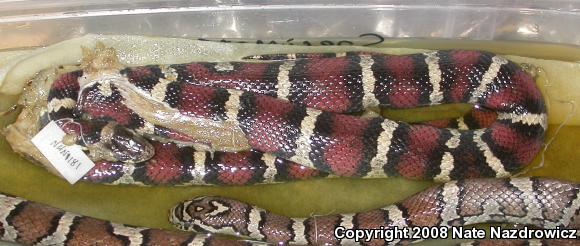 Milksnake (Lampropeltis triangulum)