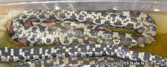 Milksnake (Lampropeltis triangulum)