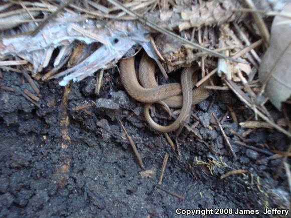 Dekay's Brownsnake (Storeria dekayi)