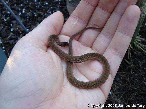 Dekay's Brownsnake (Storeria dekayi)