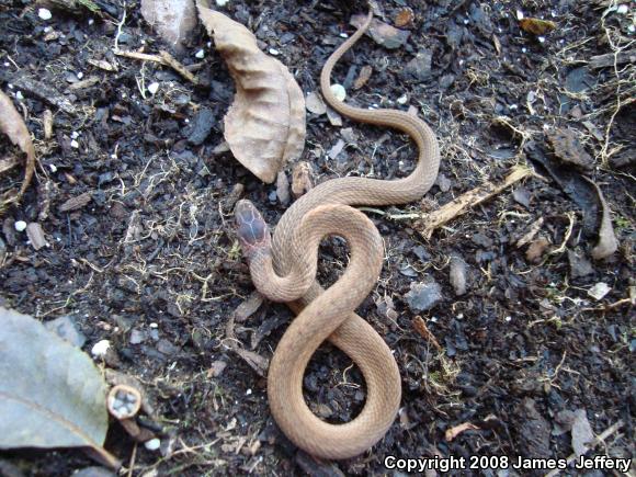 Dekay's Brownsnake (Storeria dekayi)