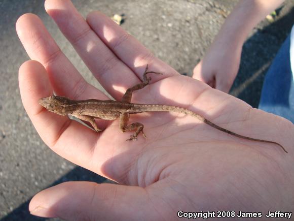 Brown Anole (Anolis sagrei)