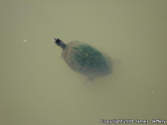 River Cooter (Pseudemys concinna)