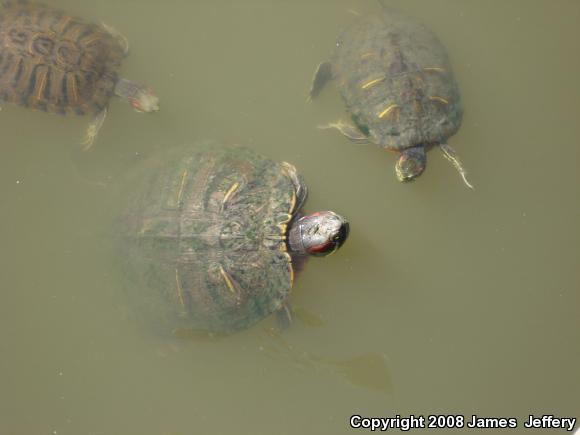 Red-eared Slider (Trachemys scripta elegans)