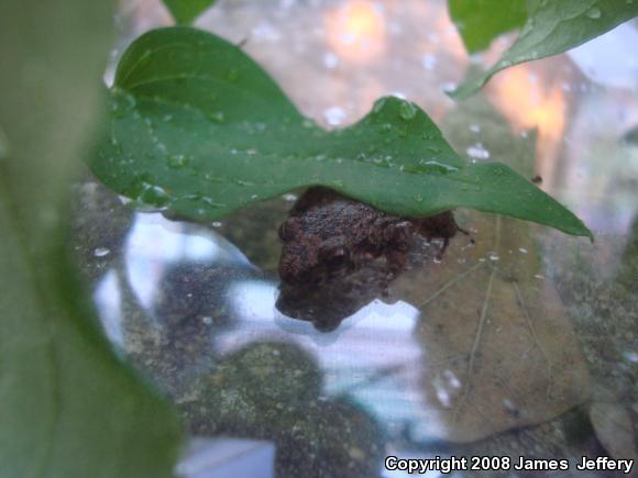 Greenhouse Frog (Eleutherodactylus planirostris)