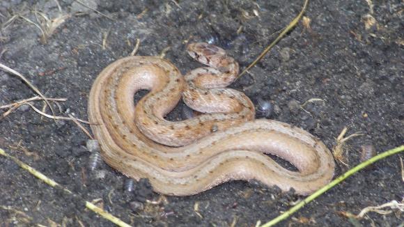 Midland Brownsnake (Storeria dekayi wrightorum)