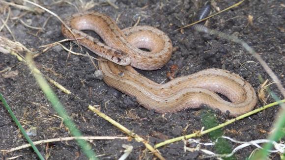 Midland Brownsnake (Storeria dekayi wrightorum)