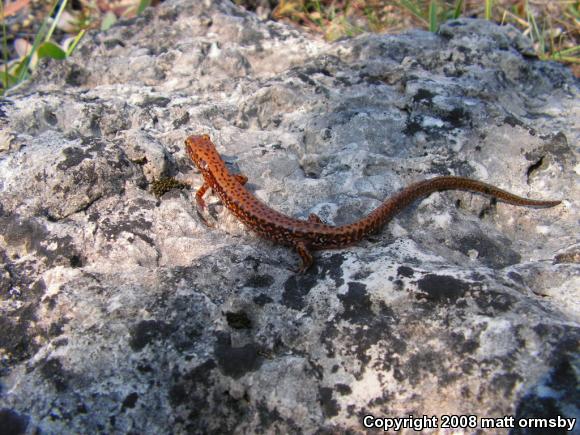 Long-tailed Salamander (Eurycea longicauda longicauda)