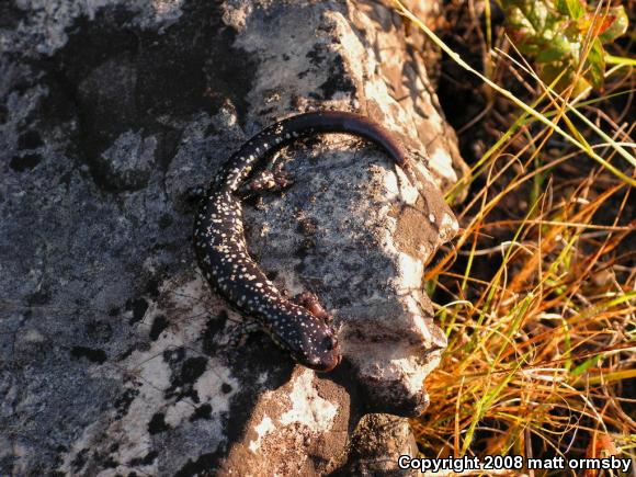 Western Slimy Salamander (Plethodon albagula)