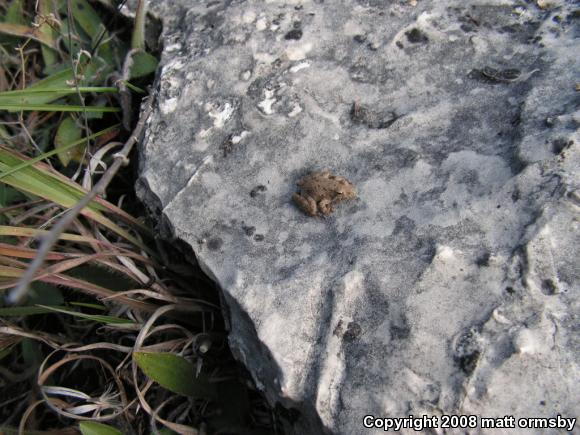 Blanchard's Cricket Frog (Acris crepitans blanchardi)