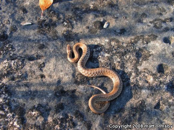 Midland Brownsnake (Storeria dekayi wrightorum)