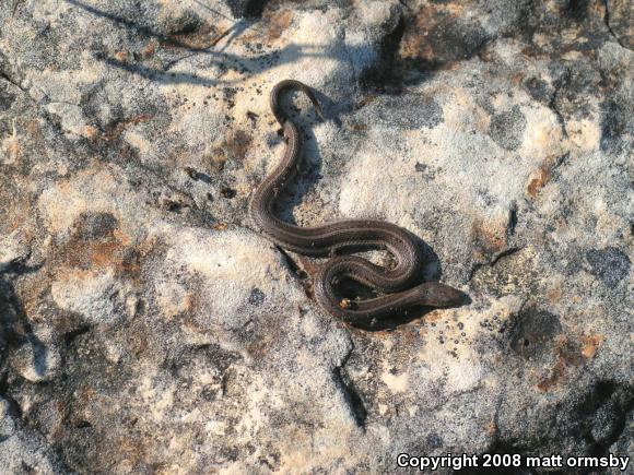 Lined Snake (Tropidoclonion lineatum)