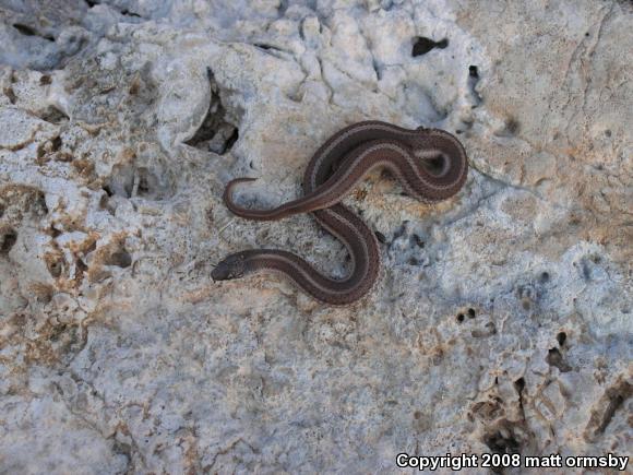 Lined Snake (Tropidoclonion lineatum)