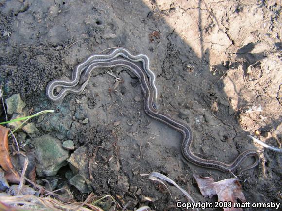 Lined Snake (Tropidoclonion lineatum)