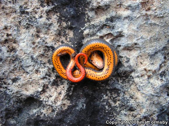 Prairie Ring-necked Snake (Diadophis punctatus arnyi)