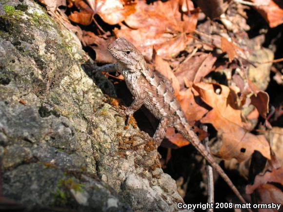 Eastern Fence Lizard (Sceloporus undulatus)