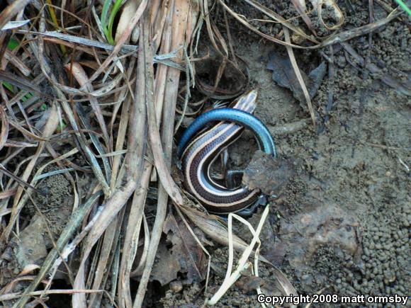 Five-lined Skink (Plestiodon fasciatus)