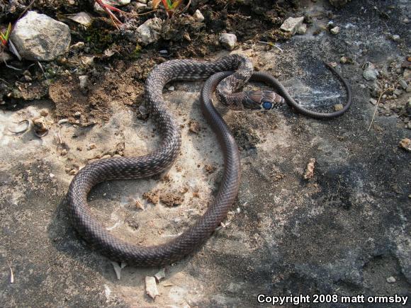 Eastern Coachwhip (Coluber flagellum flagellum)