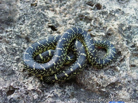 Speckled Kingsnake (Lampropeltis getula holbrooki)