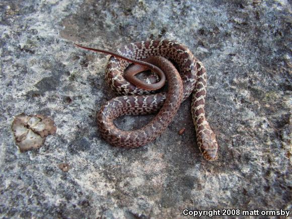 Eastern Yellow-bellied Racer (Coluber constrictor flaviventris)