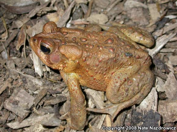 Eastern American Toad (Anaxyrus americanus americanus)