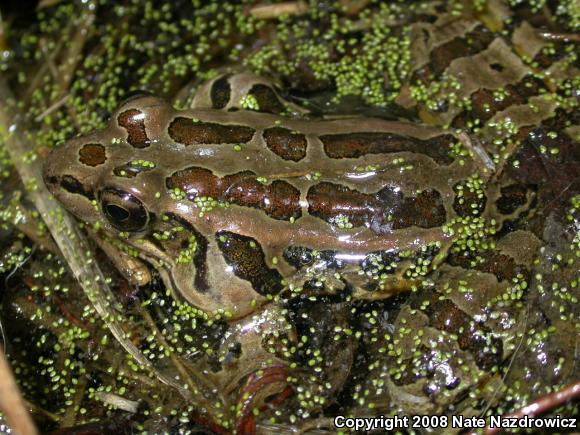 Pickerel Frog (Lithobates palustris)