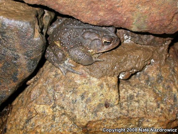 Eastern American Toad (Anaxyrus americanus americanus)