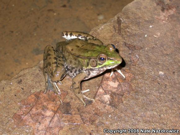 Northern Green Frog (Lithobates clamitans melanota)