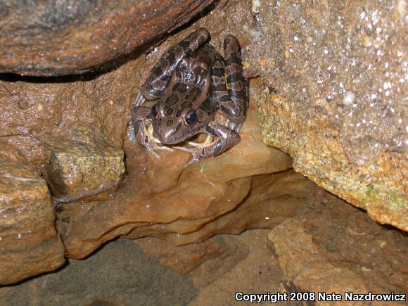 Pickerel Frog (Lithobates palustris)