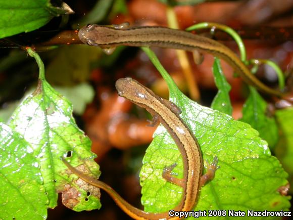 Northern Two-lined Salamander (Eurycea bislineata)