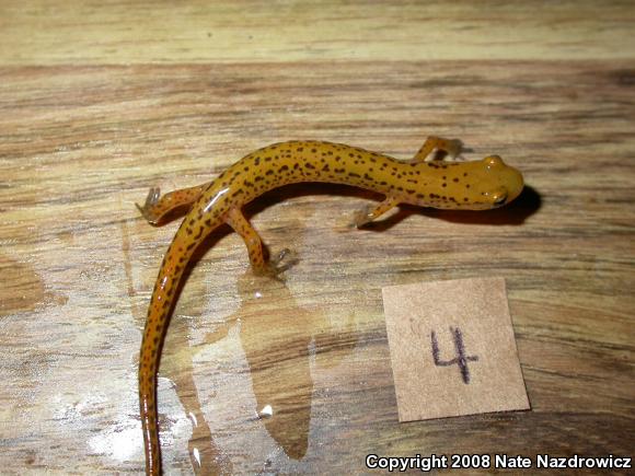 Long-tailed Salamander (Eurycea longicauda longicauda)