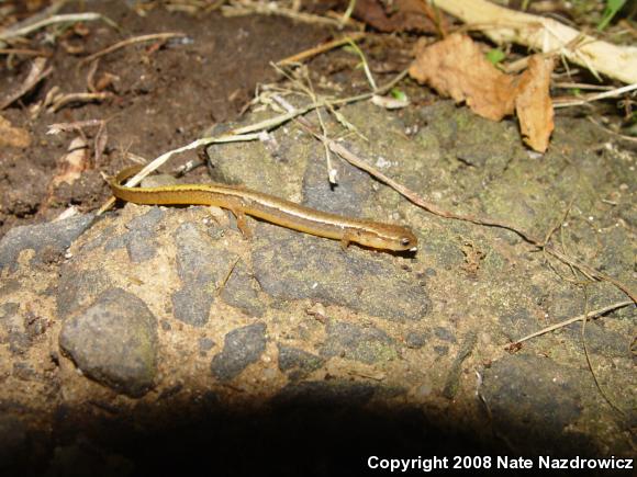 Northern Two-lined Salamander (Eurycea bislineata)